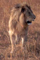 lionmale.JPG (20355 bytes)