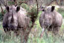 rhino.JPG (29115 bytes)